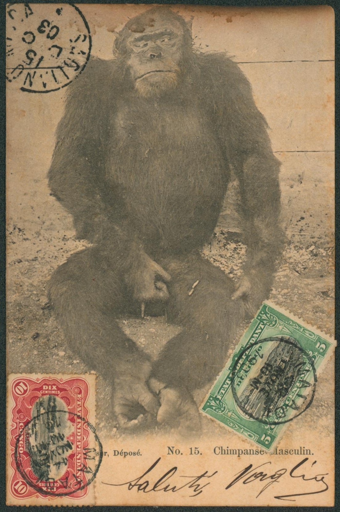 Congo Belge - Mols n°16 et 19  sur CP vue (Nels, chimpansé masculin) expédié de Matadi > Sagliano Micca (Briella, Italie) çàd cachet d'arrivé.