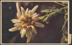 Image miniature